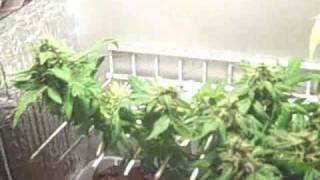 Stealth PC Grow Box LST Grow; Start to Finish Growing in my stealth PC Grow From http://www.pcgrowbox.com from start to finish. IT WORKS!!