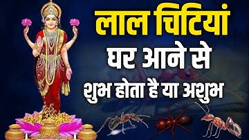 घर में अचानक लाल चिटी आना शुभ होता है या अशुभ / लाभ होता है या हानि /As Vidya