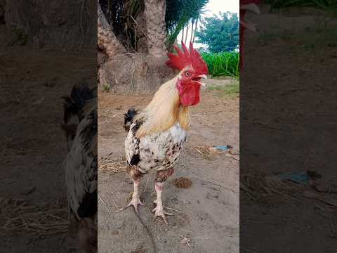 Ayam Suara Berkokok Kluruk Ayam Rooster Aseelmurga 
