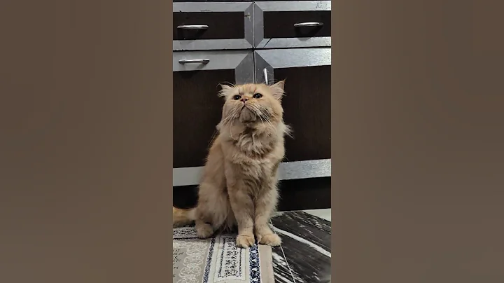 Video 10930641: persiancat persians, persiancat cat love, cute cat