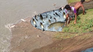 Big Fish Catching |  More & More Fishes Fishing using The net Fishing  From Pond