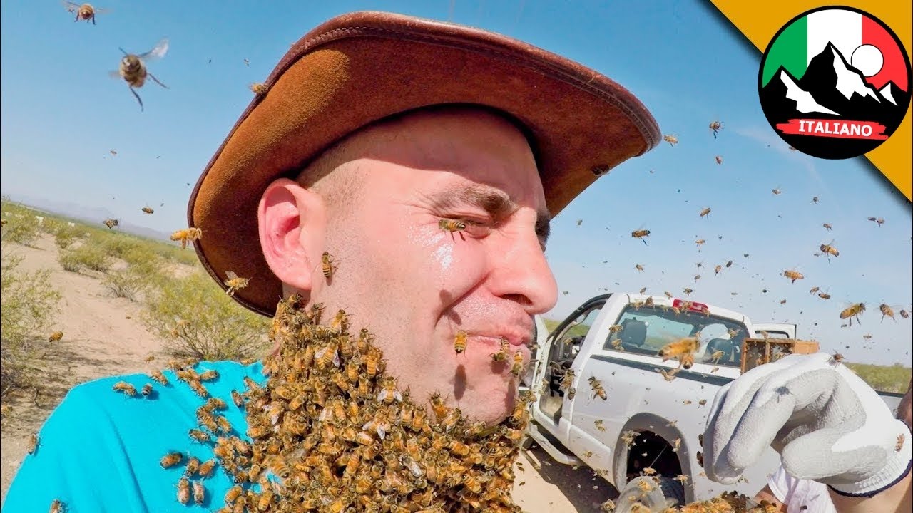 ESPERIMENTO PERICOLOSO CON LE API 🐝🐝 🐝  Esperimento Barba d'api per i coraggiosi