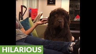 This Newfoundland refuses to accept owner's apology!