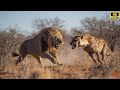Los Leones Más Feroces de África en Luchas Brutales por el Territorio | Documental de Animales