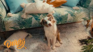 In The Doghouse Drafty