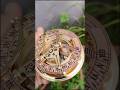 nautical brass sundial compass. #shortsfeed #shorts #viral #viralvideo #youtubeshorts #newsong