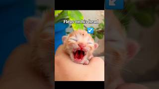 fleas in newborn kitten #foryou #cat #fypシ #kitten #viral #cute