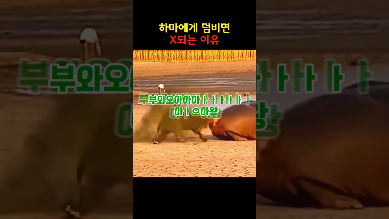 하마에게 덤비면 감당 안 되는 이유 #유머 #웃긴영상 #ai