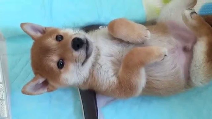 しゃっくりをする犬 Youtube しゃっくりをする犬 Youtube