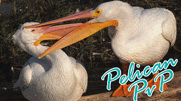 Minecraft - PvP Slay - Pelican Hacked Client 1.7.5 - 1.7.2 - WiZARD HAX