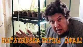 Как вырастить перец дома? Часть 8. Я получил Carolina Reaper! А на рассаду напала плесень. Как вырастить перец дома? Часть 8. Я получил Carolina Reaper! А на рассаду напала плесень.