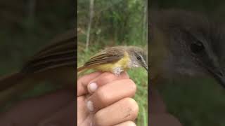 Cikrak Bambu Jantan birds burung nature ytshorts