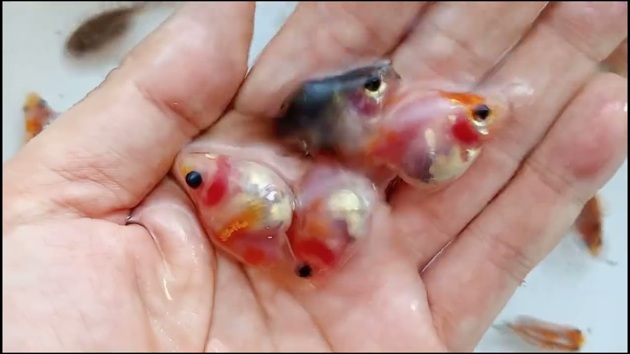 2026.5.4古魚 新潟赤玉 2026.5.4古魚 新潟赤玉 2026 New Product] This