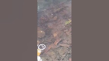 Cá chuối đắm đuối vì con.