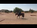 Ranch Riding Walk Trot