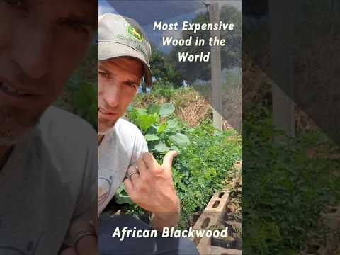 African Blackwood -
