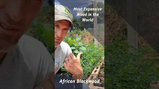 African Blackwood - Growing The Most Expensive Wood In The World