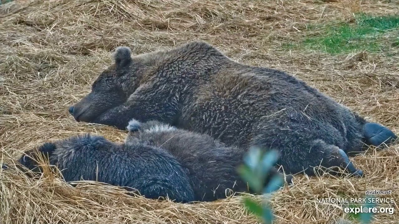 Katmai Bears 9-4-25.  The Sandman Comes Calling for the #26 Family.  explore.org