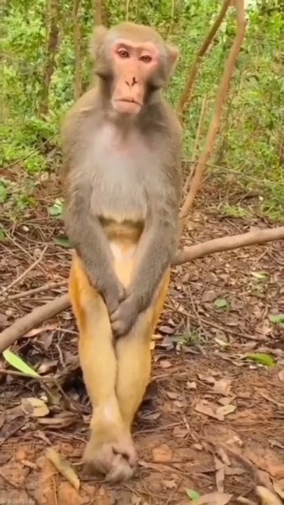 video tiktok monyet lucu