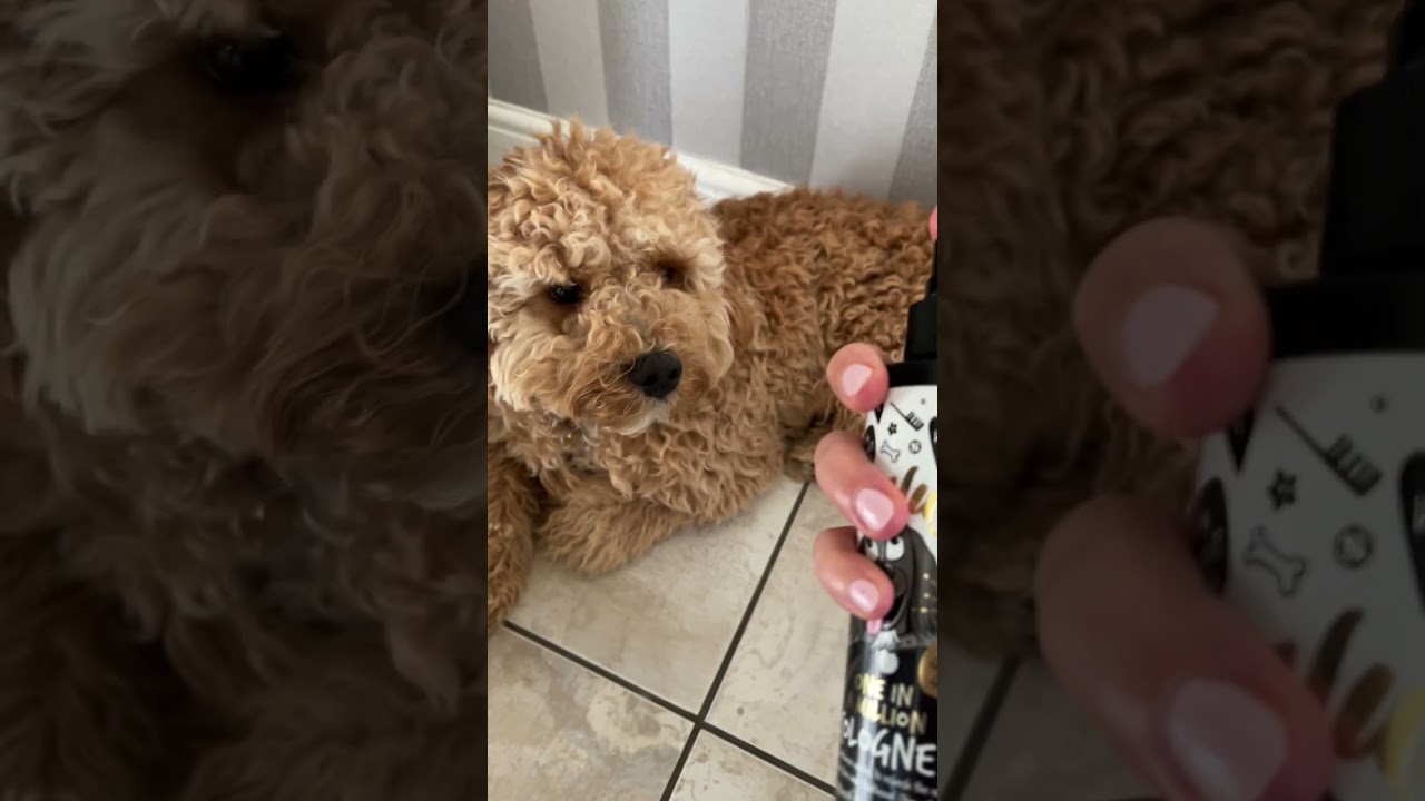 Dog perfume Dog spray with Distinctive Fragrance - Vegan dog cologne is a dog deodoriser spray