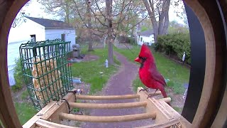 Northern Cardinal ❤️