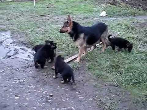 German Shepherd mom with her puppies - YouTube