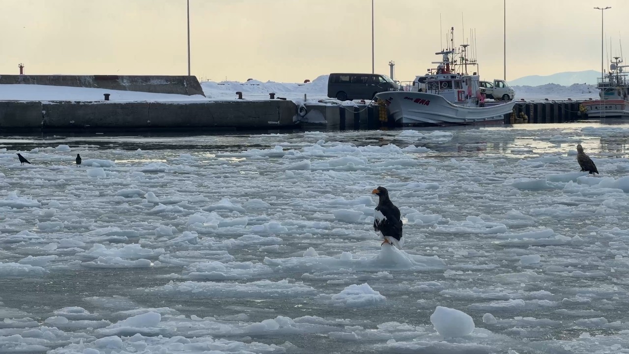 20260213 知床ネイチャークルーズ＠羅臼