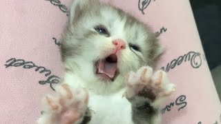 Cute Clumsy 3 Weeks Old Kitten