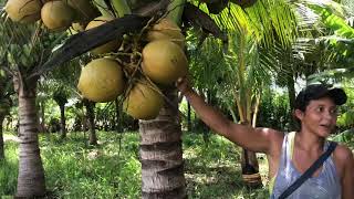 La cosecha de palos de cocos 🌴 en Toluca