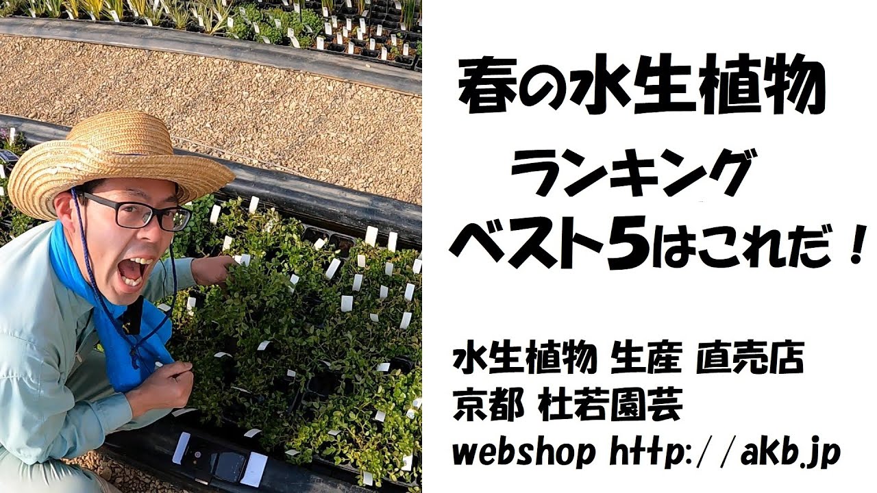 みんなは何を買っている 春の水生植物ランキング ベスト５はこれだ Youtube