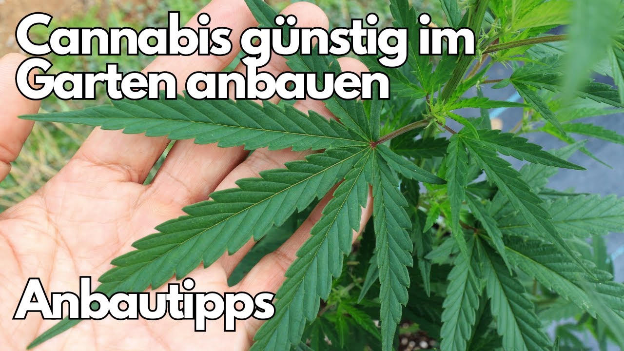 Cannabis outdoor anbauen- Tipps 🥦 Keine Werbung