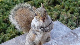 This squirrel is a chatterbox
