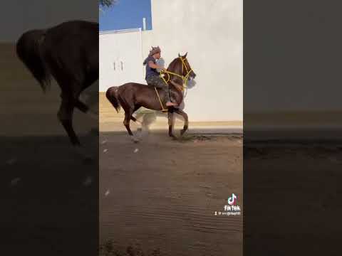 خيل وخياله رقص خيل مصري رقص خيل صعيدي