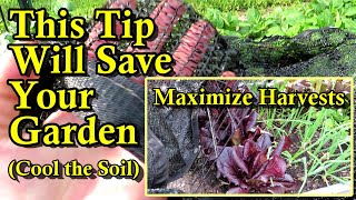 How to Cool Garden Soil During a Heatwave to Maximize Harvests &amp; Reduce Plant Damage