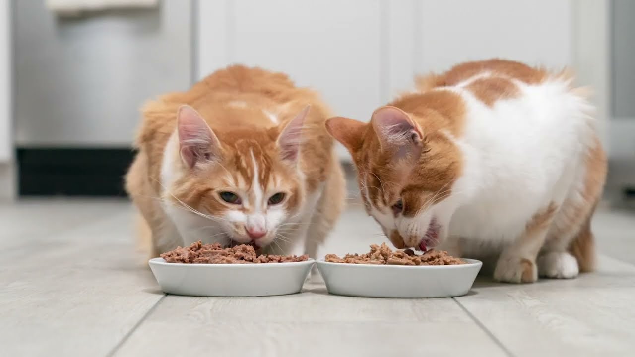 Wellness Complete Health Wet Cat Food YouTube