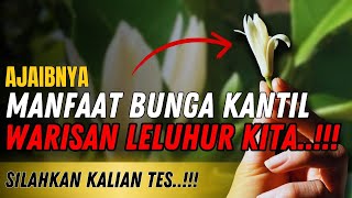 🛑 WORLD'S MIRACLES❗ The Unexpected Magical Benefits of Kantil Flowers, Ancestral Heritage in the ...
