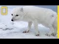 A friendly arctic fox greets explorers  national geographic