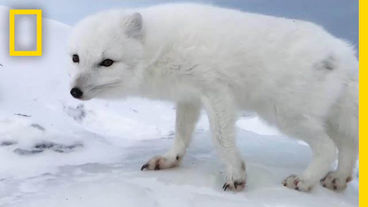 ⁣A Friendly Arctic Fox Greets Explorers | National Geographic