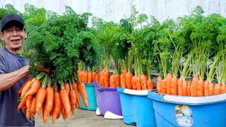 ฉันจะประหยัดเงินหลายร้อยดอลลาร์ทุกปีด้วยแครอทที่ปลูกเองได้อย่างไรแม้ไม่มีสวนก็ตาม