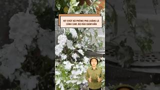 Cánh cam, bọ rùa bu kín cây mà không cần thuốc nặng – xịt đúng thứ này là giảm rõ! #xuhuongyoutube