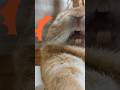 2連続あくび🐰Two Yawns in a Row