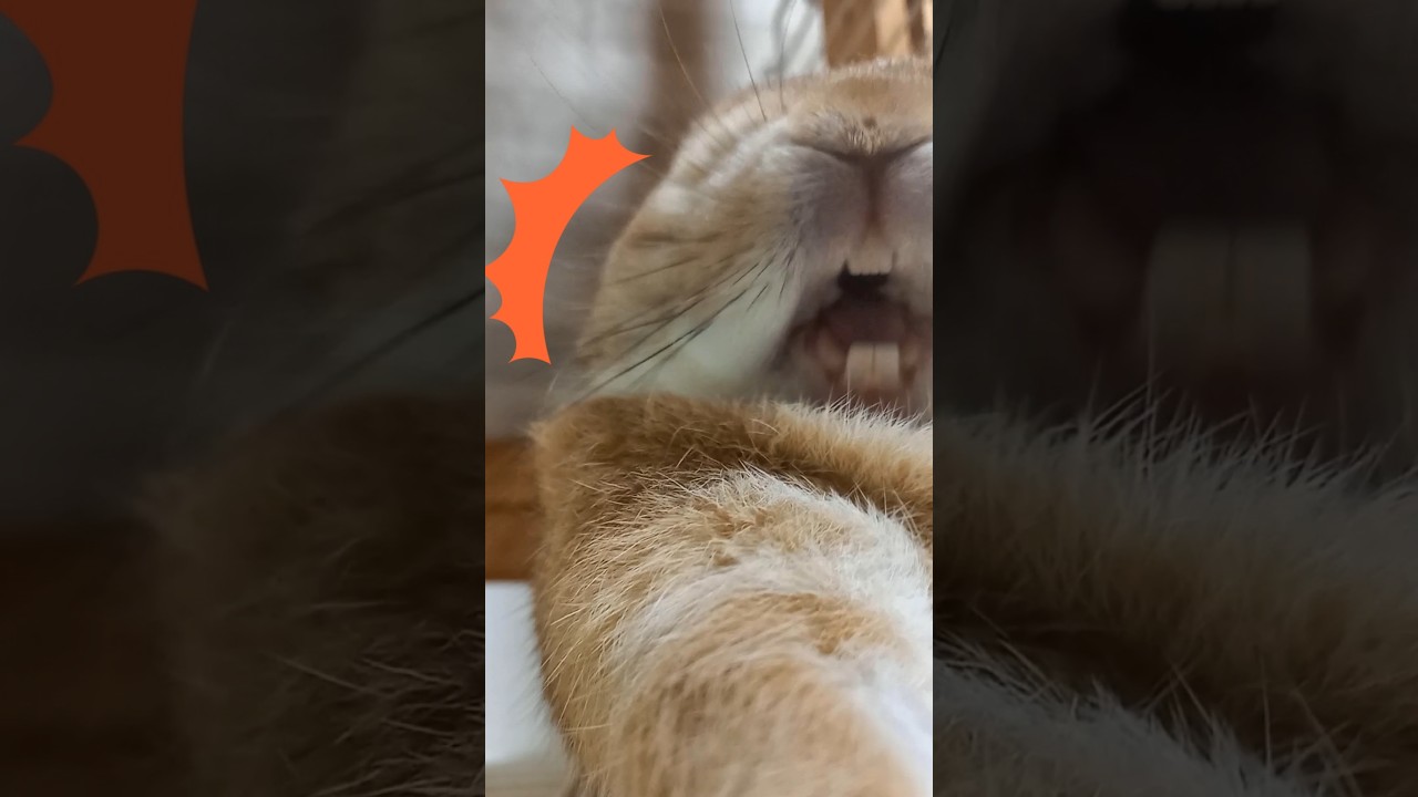 2連続あくび🐰Two Yawns in a Row