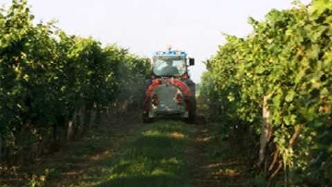 sanguinettico flash animation.avi