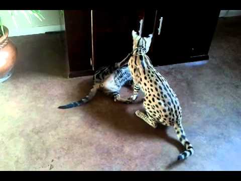 Savannah Cat vs Bengal Cat - Understanding The Differences ...