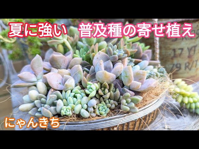 ❤️多肉植物❤️そのまま飾れる寄せ植え❤️スイカねこちゃん❤️ 特集掲載】再販🆕大人気！くろねこちゃんの寄せ植え♡(鉢底に肉