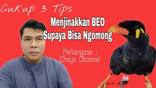 Menjinakkan Beo Liar Supaya Bisa Ngomong, Menjinakkan Beo, Cara Menjinakkan Burung Beo Muda Hutan