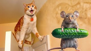 Funniest 2024🥒😽Cats and Cucumbers - Awesome Funny Pet Videos 😸🐶Part 25