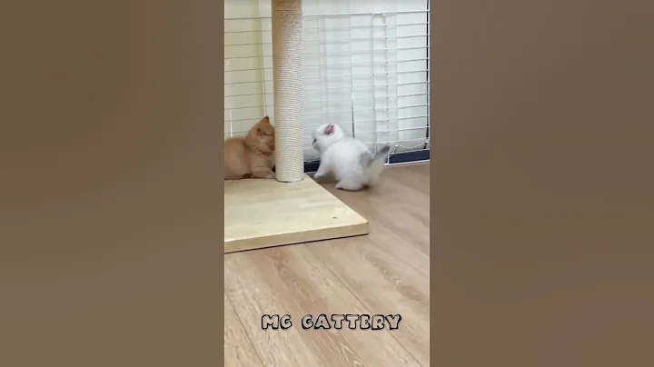 Video 10510761: animal cat pet kitten, cat kitten cute pets, cat kitten pets funny, kitten cute love