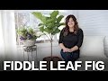 Fiddle Leaf Fig Care Tips // Garden Answer