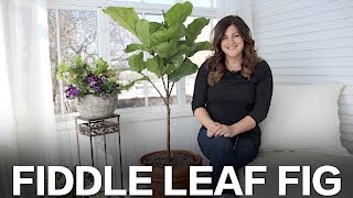 Fiddle Leaf Fig Care Tips // Garden Answer